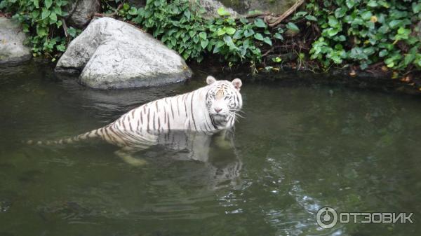 Сингапурский зоопарк (Сингапур) фото