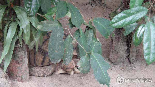 Сингапурский зоопарк (Сингапур) фото