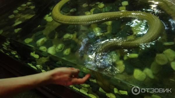 Сингапурский зоопарк (Сингапур) фото