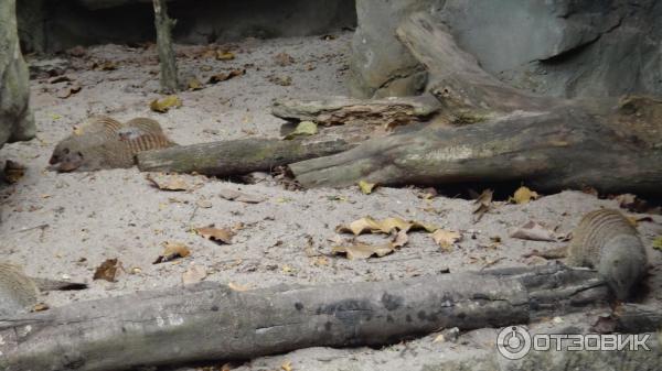 Сингапурский зоопарк (Сингапур) фото