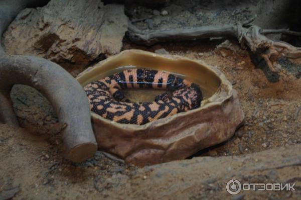 Сингапурский зоопарк (Сингапур) фото