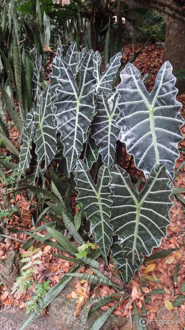 Сингапурский зоопарк (Сингапур) фото
