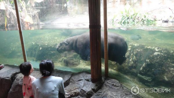 Сингапурский зоопарк (Сингапур) фото