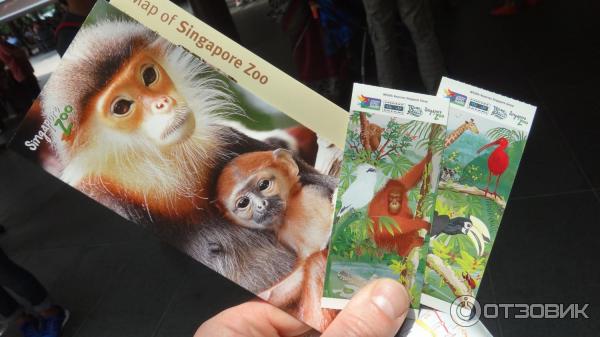 Сингапурский зоопарк (Сингапур) фото