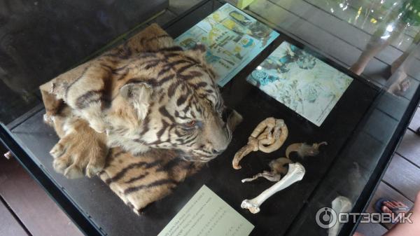 Сингапурский зоопарк (Сингапур) фото