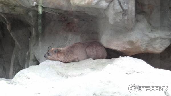 Сингапурский зоопарк (Сингапур) фото