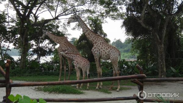 Сингапурский зоопарк (Сингапур) фото