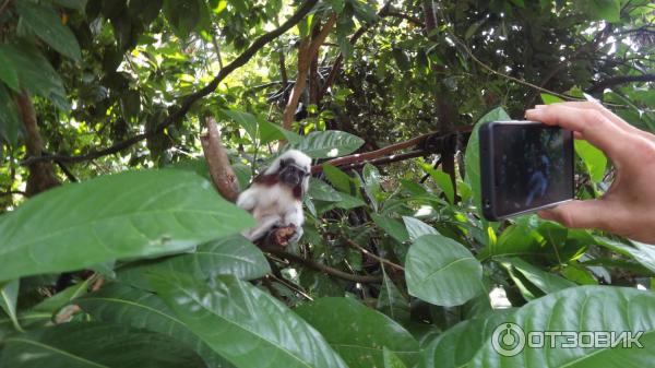 Сингапурский зоопарк (Сингапур) фото