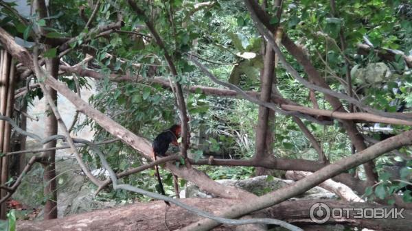 Сингапурский зоопарк (Сингапур) фото