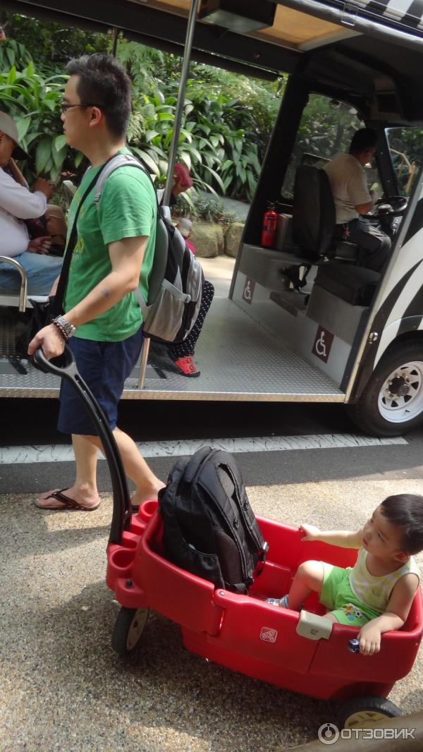 Сингапурский зоопарк (Сингапур) фото