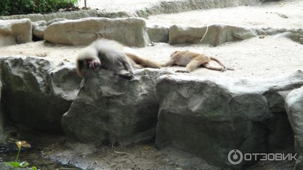 Сингапурский зоопарк (Сингапур) фото