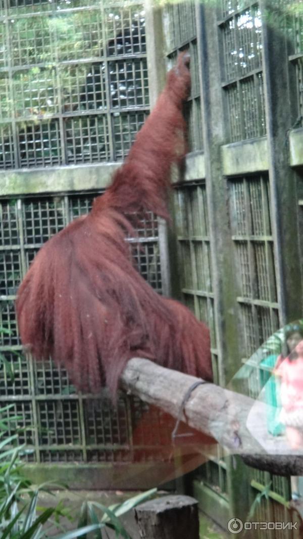 Сингапурский зоопарк (Сингапур) фото