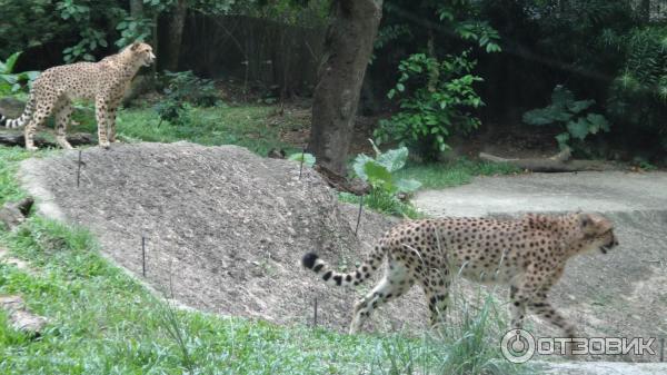Сингапурский зоопарк (Сингапур) фото