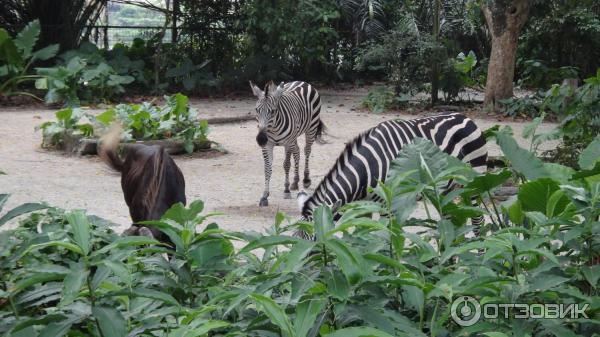 Сингапурский зоопарк (Сингапур) фото