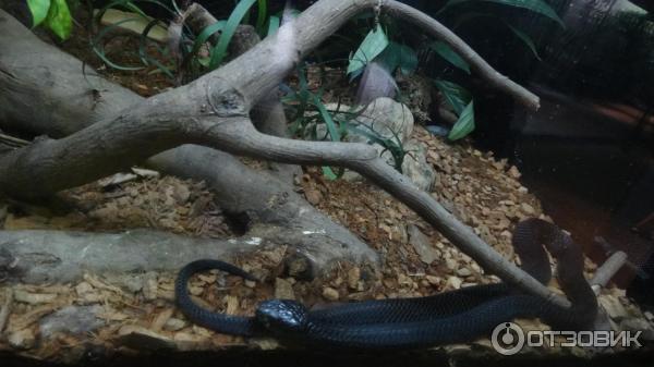 Сингапурский зоопарк (Сингапур) фото