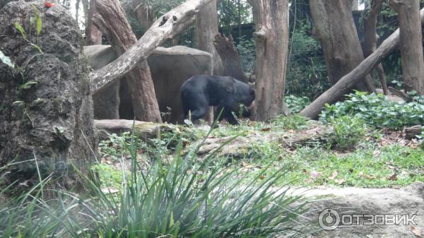 Сингапурский зоопарк (Сингапур) фото