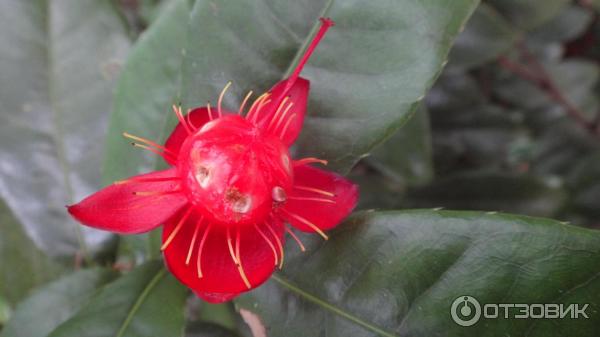 Сингапурский зоопарк (Сингапур) фото