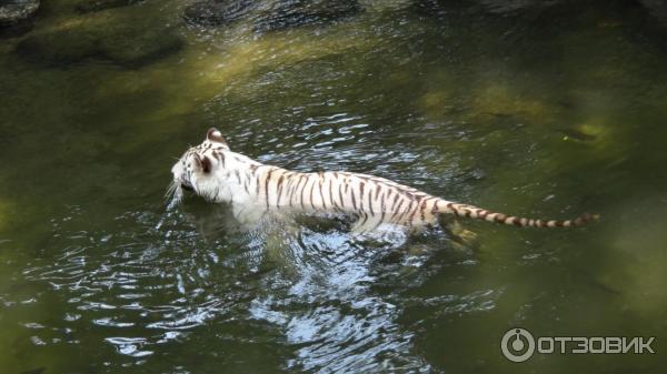 Сингапурский зоопарк (Сингапур) фото