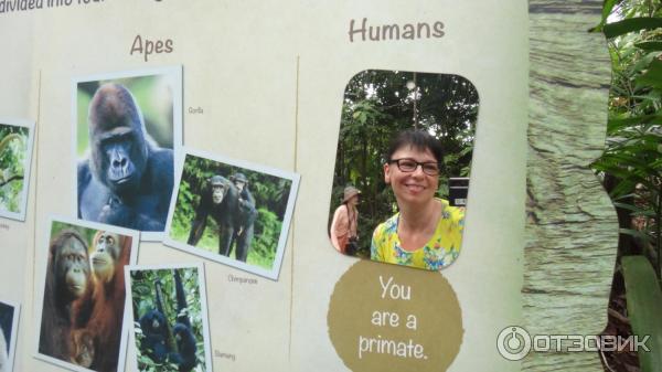 Сингапурский зоопарк (Сингапур) фото