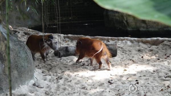 Сингапурский зоопарк (Сингапур) фото