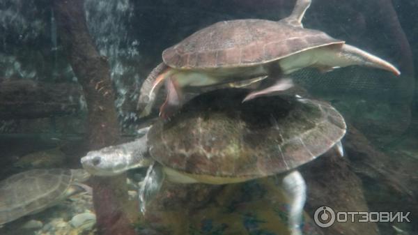 Сингапурский зоопарк (Сингапур) фото