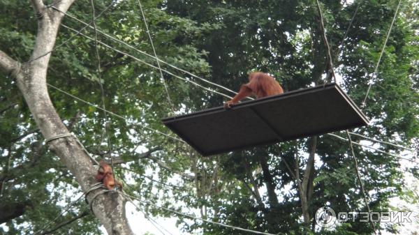 Сингапурский зоопарк (Сингапур) фото