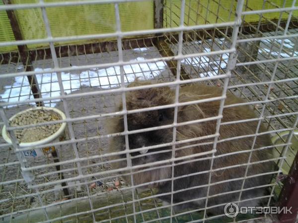 Зообаза гордеевская ул 1н нижний новгород фото