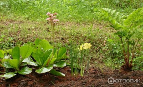 Ботанический сад Соловецких Островов (Россия, Архангельская область) фото