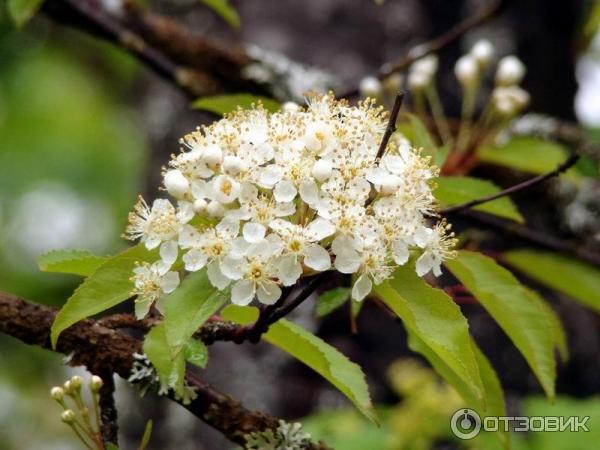 Ботанический сад Соловецких Островов (Россия, Архангельская область) фото