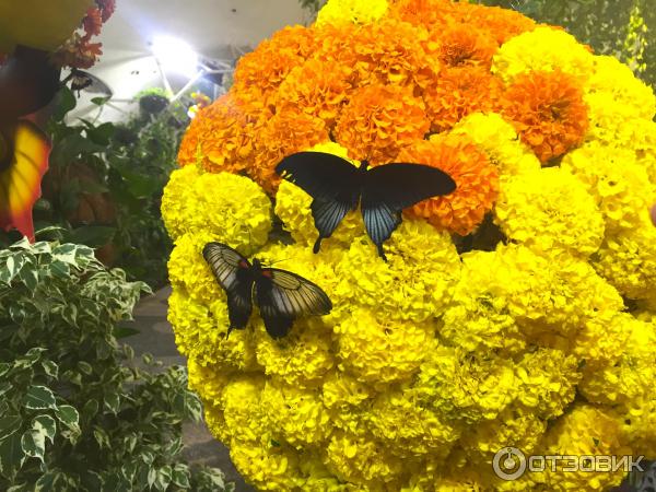 Парк бабочек в дубае фото Отзыв о Парк бабочек Butterfly Garden (ОАЭ, Дубай) Огромное количество бабочек в