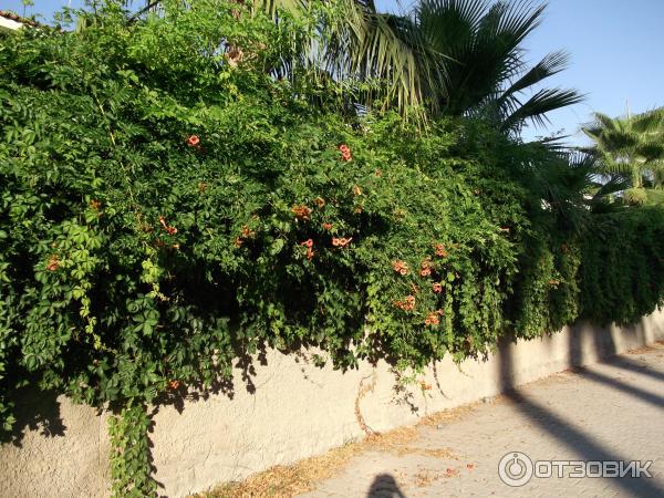 Отдых в поселке Текирова (Турция) фото