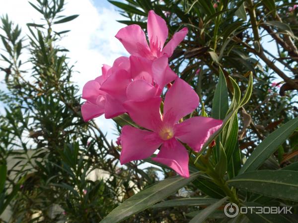 Отдых в поселке Текирова (Турция) фото