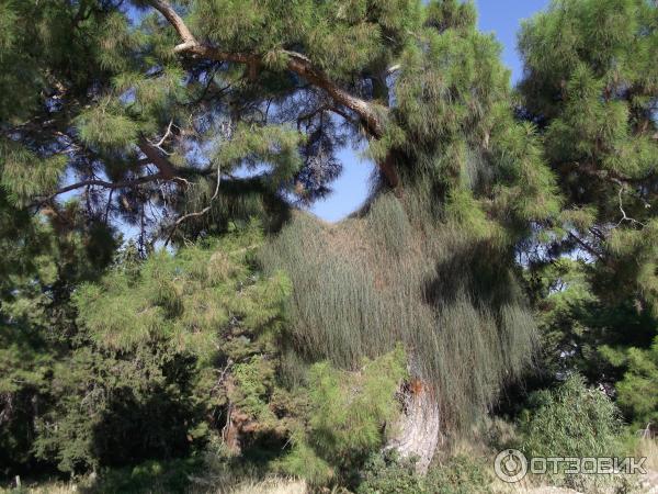 Отдых в поселке Текирова (Турция) фото