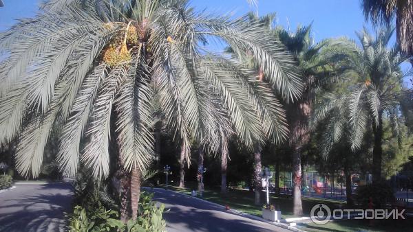 Отдых в поселке Текирова (Турция) фото