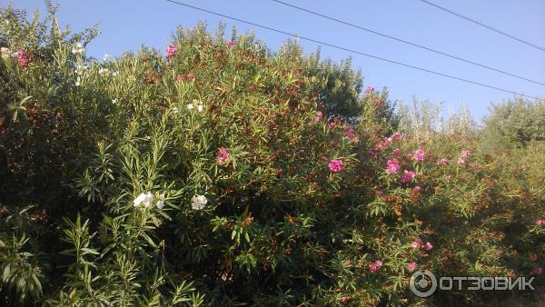 Отдых в поселке Текирова (Турция) фото