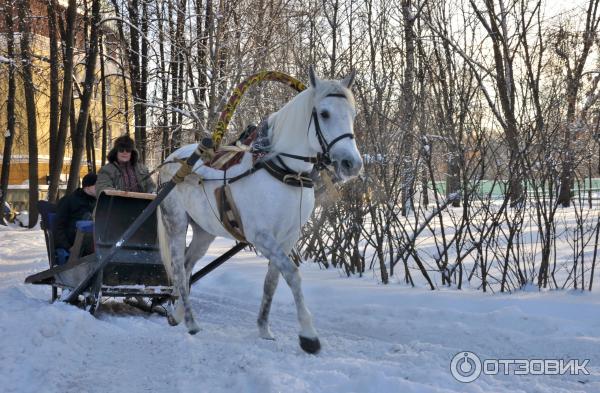 Катание на лошади в санях - чудесный отдых и единение с природой. Лошадки в парке живут хорошо и это радует.