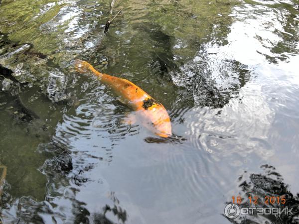 Ферма по выращиванию сомов в Ао Нанге (Catfish Farm)