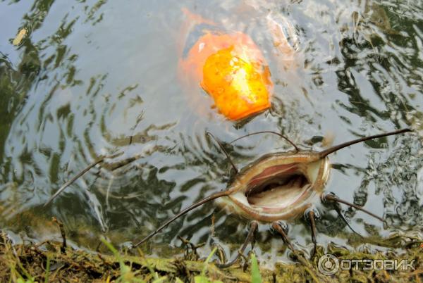 Ферма по выращиванию сомов в Ао Нанге (Catfish Farm)