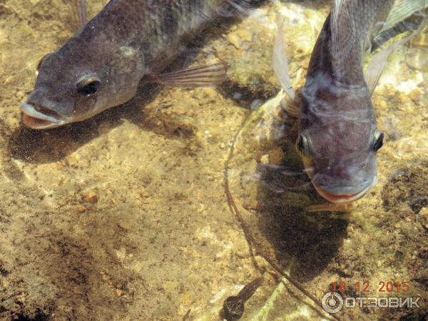 Ферма по выращиванию сомов в Ао Нанге (Catfish Farm)