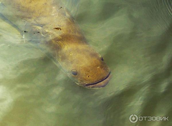 Ферма по выращиванию сомов в Ао Нанге (Catfish Farm)