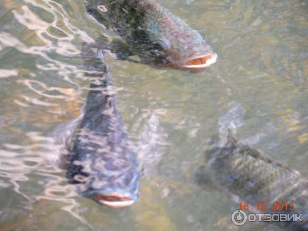 Ферма по выращиванию сомов в Ао Нанге (Catfish Farm)