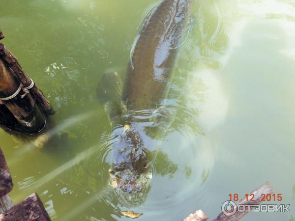 Ферма по выращиванию сомов в Ао Нанге (Catfish Farm)