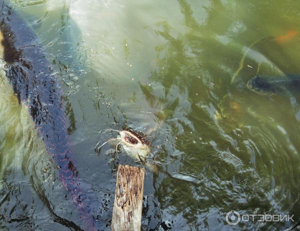 Ферма по выращиванию сомов в Ао Нанге (Catfish Farm)