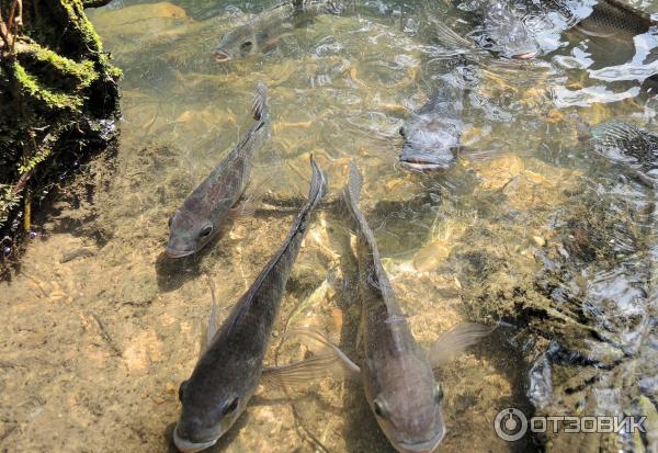 Ферма по выращиванию сомов в Ао Нанге (Catfish Farm)