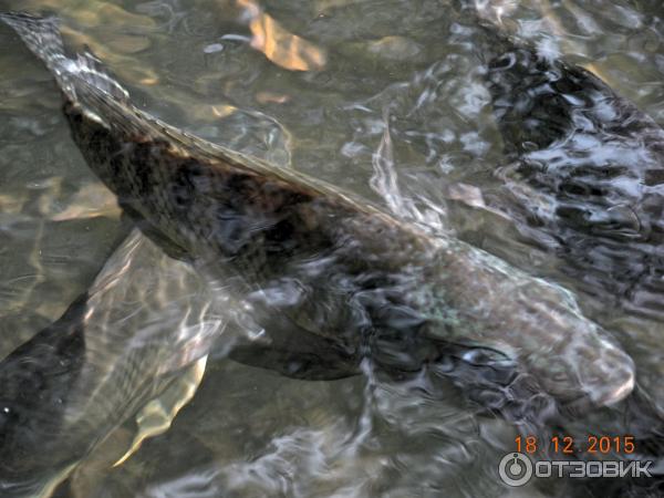 Ферма по выращиванию сомов в Ао Нанге (Catfish Farm)