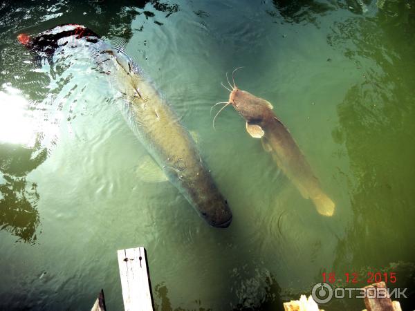 Ферма по выращиванию сомов в Ао Нанге (Catfish Farm)