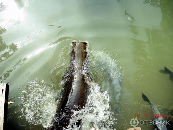 Ферма по выращиванию сомов в Ао Нанге (Catfish Farm)