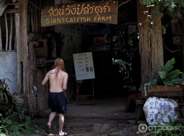 Ферма по выращиванию сомов в Ао Нанге (Catfish Farm)