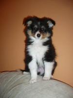 Порода собак "Шелти" фото