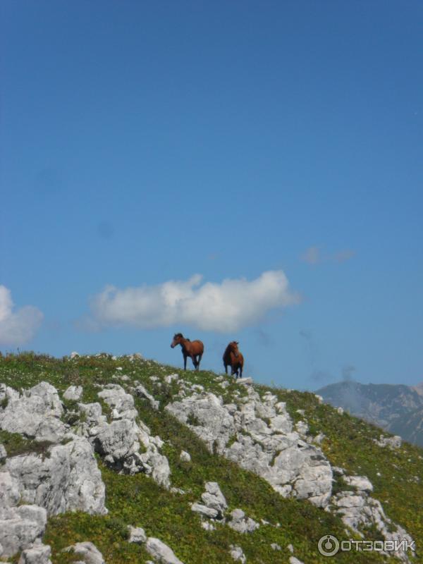 Экскурсия на Альпийские луга (Абхазия, Гудаутский район) фото